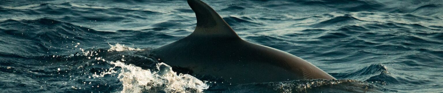 Mejores zonas para el avistamiento de delfines en Andalucia