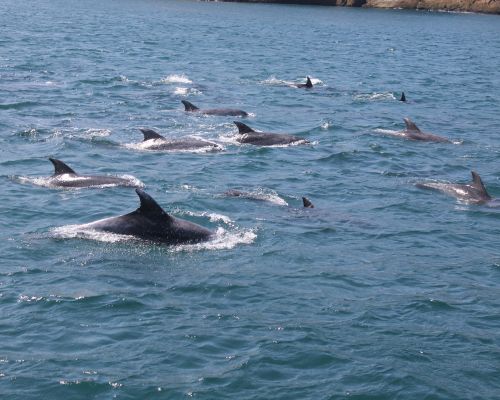 Mejores zonas para el avistamiento de delfines Andalucia
