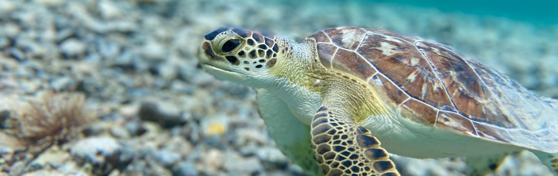 Tortuga marina verde nadando sobre fondo rocoso en aguas cristalinas de Tenerife